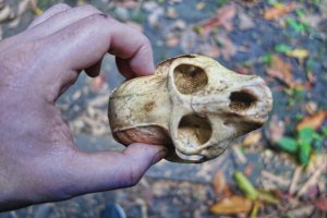 Pronašao u džungli. Recimo da je od majmuna?