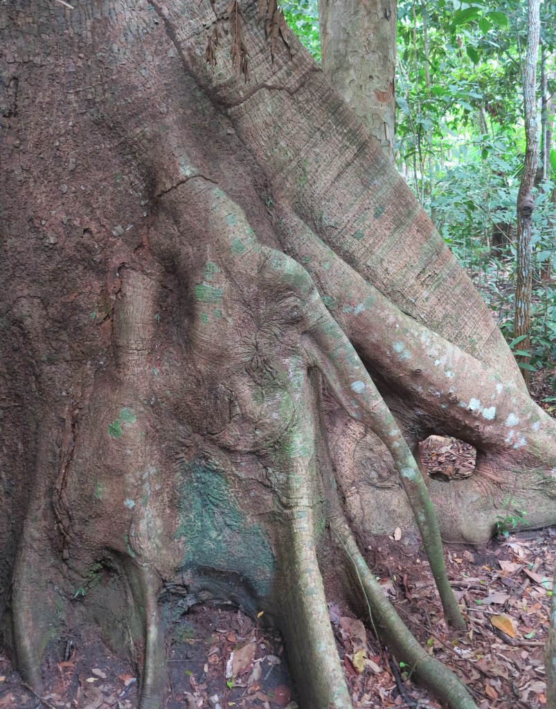 Mislio sam da nema slonova u Amazoni
